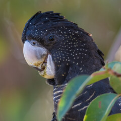 Female red-tailed black cockatoo (Calyptorhynchus banksii), Perth, Western Australia © Alex Cooper