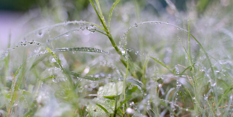 Macro Shot of Morning Dew Drops on Green Grass Blades