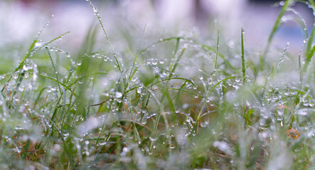 Macro Shot of Morning Dew Drops on Green Grass Blades