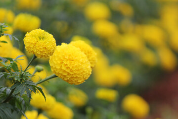 Yellow Marigold Flowers Close-Up Blooming in Garden – Vibrant Floral Photography