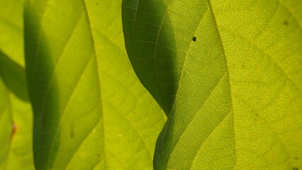 green leaf texture