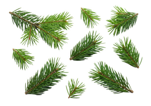 Vibrant green pine branches and delicate sprigs with sharp, glistening needles on a pristine transparent studio background, abundant negative space, macro lens, sharp focus, high-key lighting, clean