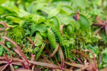 A close-up photo of a green Venus flytrap (Dionaea muscipula) growing.