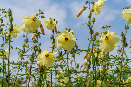 "A close-up photo of a fully bloomed Sunset Hibiscus (Abelmoschus manihot) flower in summer.