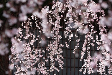 長野県飯田市 麻績の里 舞台桜