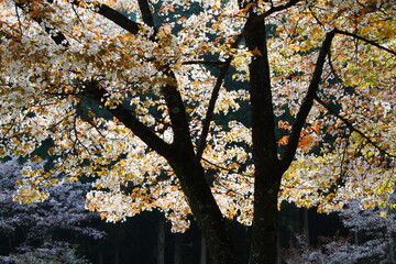 逆光で撮影した満開の山桜