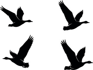 Obraz premium Duck silhouettes in flight poses, wing spread variations, black bird motion study - flavector