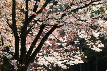 逆光で撮影した満開の山桜