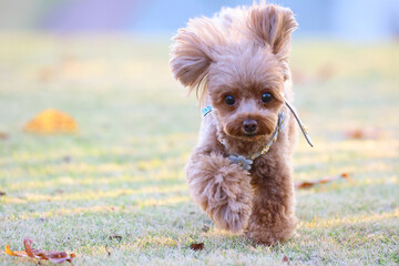 夕陽を浴びてドッグランで遊ぶトイ・プードル