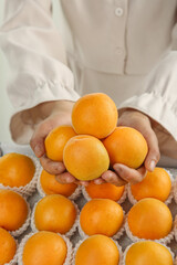 Fresh Apricots from Shaanxi Qinling Mountains - Organic Stone Fruit Harvest Display