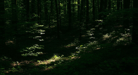 Sunlight filtering through dense forest canopy onto dark undergrowth