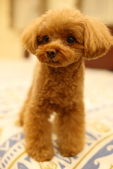 ベッドの上で寛ぐトイ・プードル