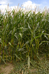 Cornfield edge. Beginning of cornfield with tall green corn plants. Field outside city with planted corn. Field with industrial crop.