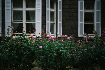 優しい光の日の秋バラ　旧古河庭園