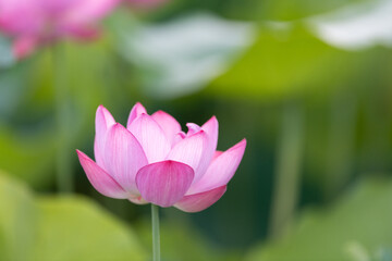 Obraz premium 美しい蓮の花 