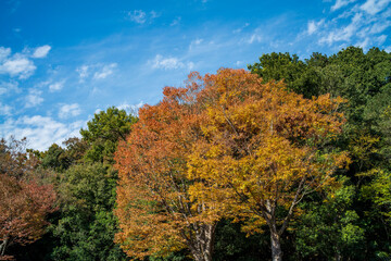 Naklejka premium 晩秋の雑木林の風景 国営武蔵丘陵森林公園 11月