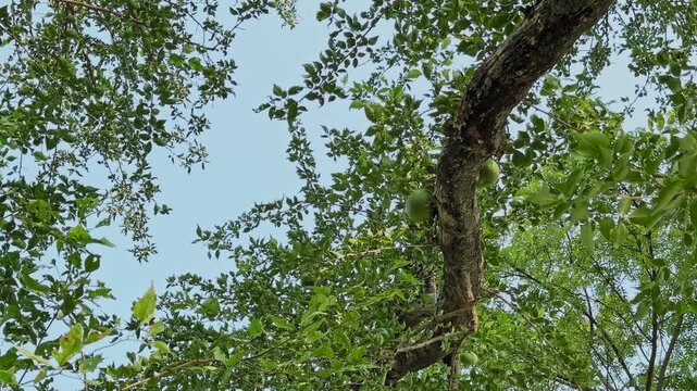 Upward view of a bel fruit tree with round green fruits tucked among dense leafy branches against a clear blue sky, creating a fresh natural canopy scene
