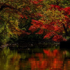 Fototapeta premium 晩秋の雑木林の風景 国営武蔵丘陵森林公園 11月