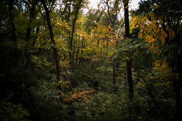 晩秋の雑木林の風景　国営武蔵丘陵森林公園　11月