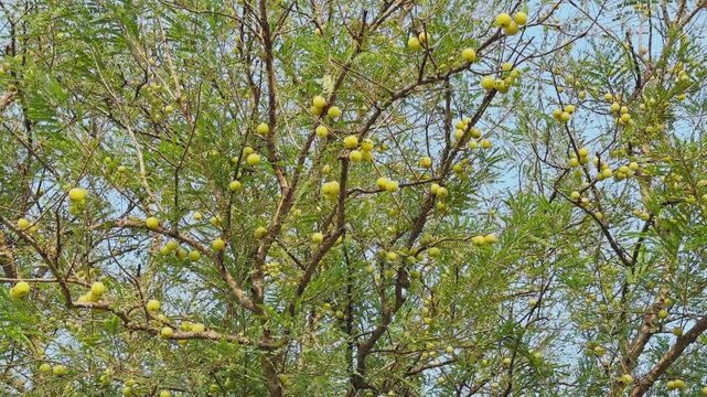 A lush Phyllanthus emblica tree laden with clusters of round green amla fruits, nestled among dense foliage swaying gently under bright natural daylight.