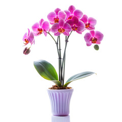 Beautiful pink phalaenopsis orchid plant isolated on transparent background
