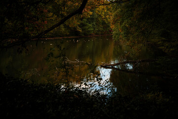 晩秋の雑木林の風景　国営武蔵丘陵森林公園　11月