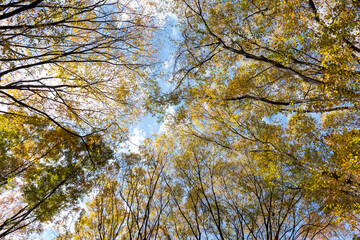 Obraz premium 晩秋の雑木林の風景 国営武蔵丘陵森林公園 11月