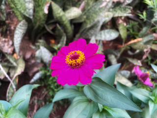Zinnia flower also known as Common Zinnia or Elegant Zinnia. Taken from overhead angle.
