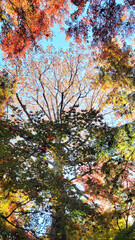 日本の風景・四季・紅葉／行楽日和・風景・自然／八百万の神々／光・空／Japanese landscapes, four seasons, autumn leaves / Perfect weather for outings, scenery, nature / Eight million gods / Light, sky