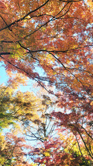 日本の風景・四季・紅葉／行楽日和・風景・自然／八百万の神々／光・空／Japanese landscapes, four seasons, autumn leaves / Perfect weather for outings, scenery, nature / Eight million gods / Light, sky