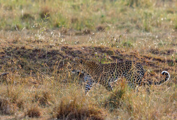 Leopard in african wilderness
