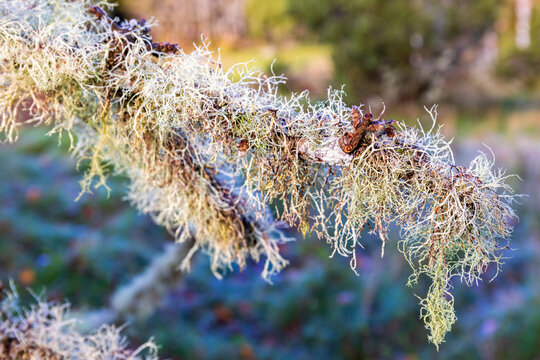 Close up at growing lichens on a tree branch in the nature