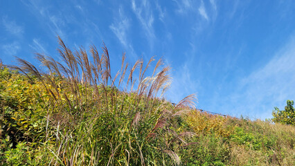 日本の風景・四季・紅葉／行楽日和・風景・自然／八百万の神々／光・空／Japanese landscapes, four seasons, autumn leaves / Perfect weather for outings, scenery, nature / Eight million gods / Light, sky
