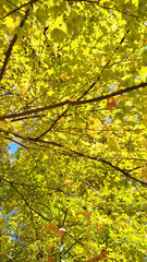 日本の風景・四季・紅葉／行楽日和・風景・自然／八百万の神々／光・空／Japanese landscapes, four seasons, autumn leaves / Perfect weather for outings, scenery, nature / Eight million gods / Light, sky