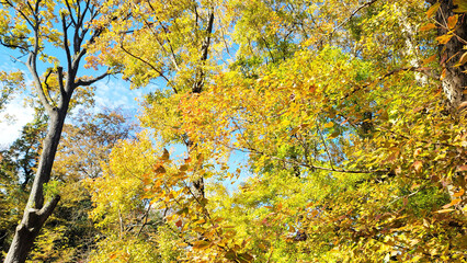 日本の風景・四季・紅葉／行楽日和・風景・自然／八百万の神々／光・空／Japanese landscapes, four seasons, autumn leaves / Perfect weather for outings, scenery, nature / Eight million gods / Light, sky