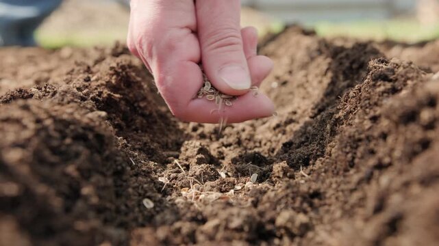Sowing seeds in soil on garden bed close-up, gardener hand planting dill seeds for greens on a sunny spring day