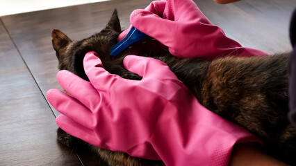 Vet doctor holds cat applying drops at withers, medicine from parasites, ticks, worms and fleas....