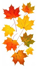 Obraz premium Colorful maple leaves cascade down a white background