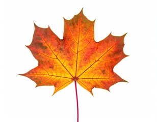 Obraz premium Vibrant maple leaf with red, orange, yellow hues