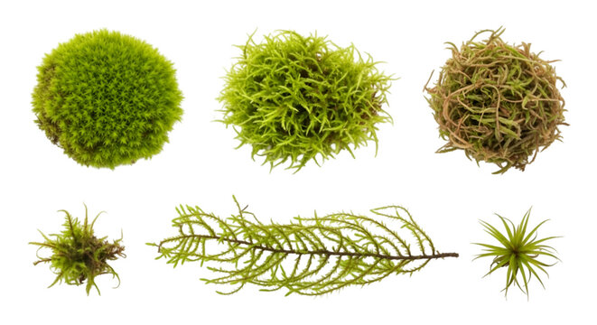 Various Moss Types on White Background