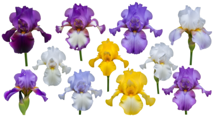 Assorted Iris Flowers on White Background