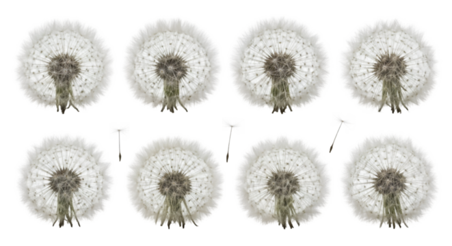 Dandelion Seed Head Collection on White Background