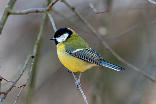 Great tit perched on a branch in winter