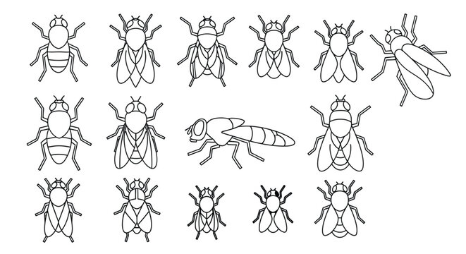 Colorful fly insect vector illustration set graphic resource