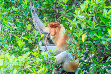 proboscis monkey or nasalis larvatus