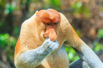 proboscis monkey or nasalis larvatus