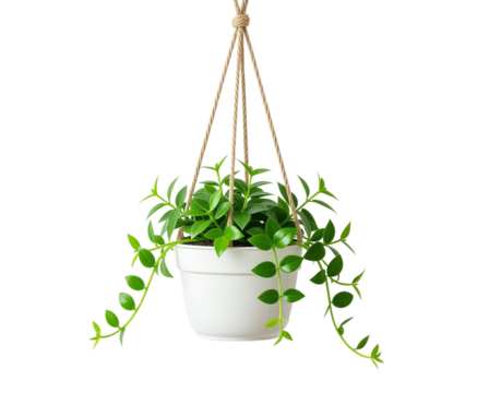 A vibrant hanging plant with lush green foliage, showcasing a touch of nature and serenity.