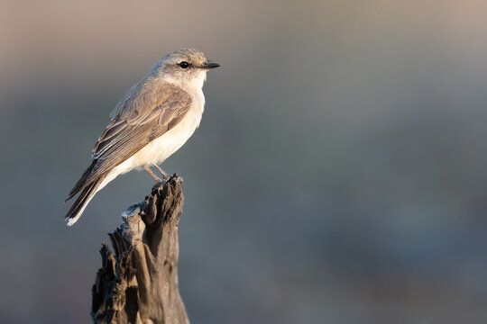 Jacky Winter (Microeca fascinans), Dryandra woodland, Western Australia