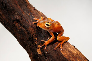Troschel's treefrog, blue-flanked treefrog // Troschel-Laubfrosch (Boana calcarata) - Amazon basin