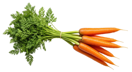 Bunch of carrots with green tops transparent background cutout png